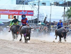 Tayland’ın Chonburi kentinde çeltik hasat sezonu bufalo yarışı festivaliyle kutlandı