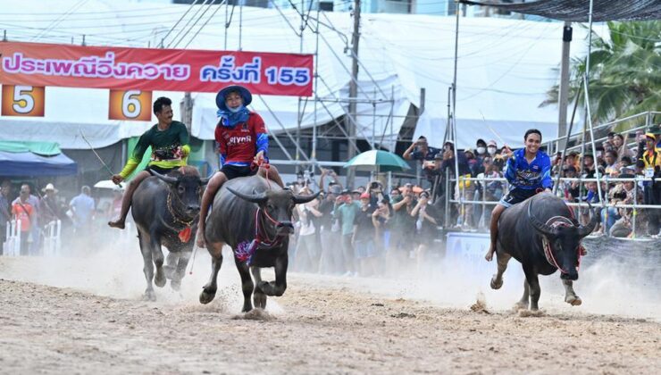 Tayland’ın Chonburi kentinde çeltik hasat sezonu bufalo yarışı festivaliyle kutlandı