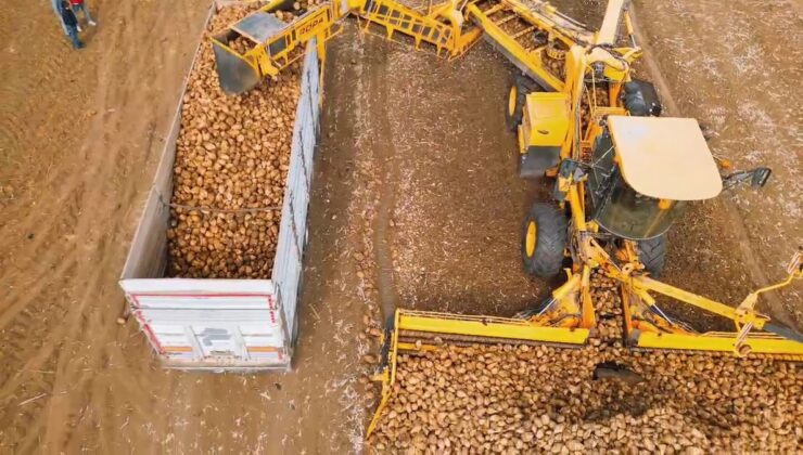 Tekirdağ Çorlu’da 120 dekarlık şeker pancarı hasadında dekara 10 ton verim alındı