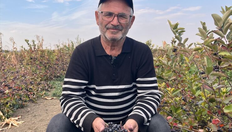 Tekirdağ Hayrabolu’da aronya hasadı başladı, 5 dönümden yaklaşık 2 ton ürün alındı