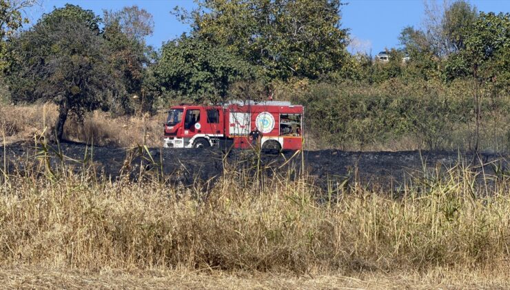 Tekirdağ Süleymanpaşa’da otluk yangını söndüren ekipler kaplumbağayı da kurtardı