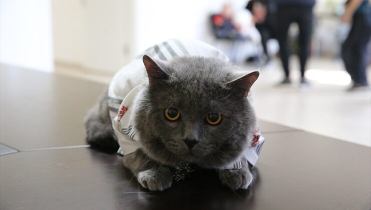 Tokat’ta 18 kedi, Hayvanları Koruma Günü’nde güzellik yarışmasında podyuma çıktı