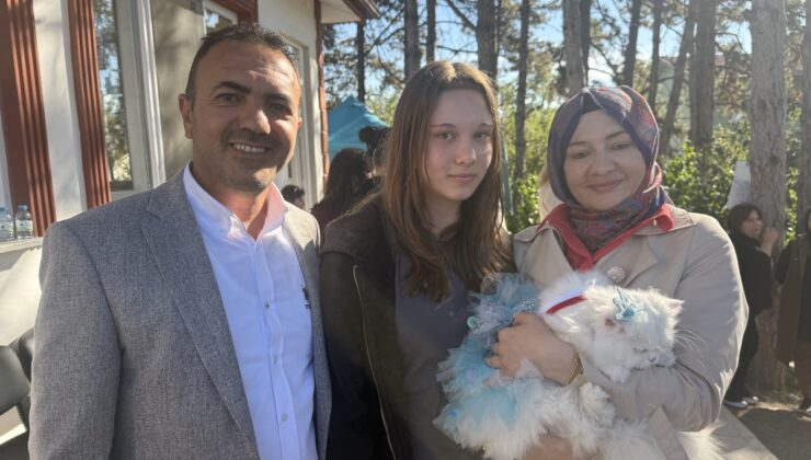 Tokat’ta 3’üncüsü düzenlenen kedi güzellik yarışmasında Pamuk ve Duman birinci oldu