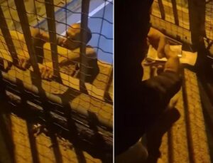 Trafik cezası sonrası intihara kalkıştı! İkna etmeye çalışan kişinin sözleri şaşırttı