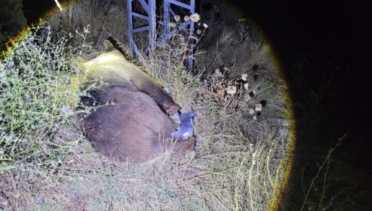 Tunceli-Erzincan yolunun 15’inci kilometresinde ayıya cip çarptı, ayı öldü