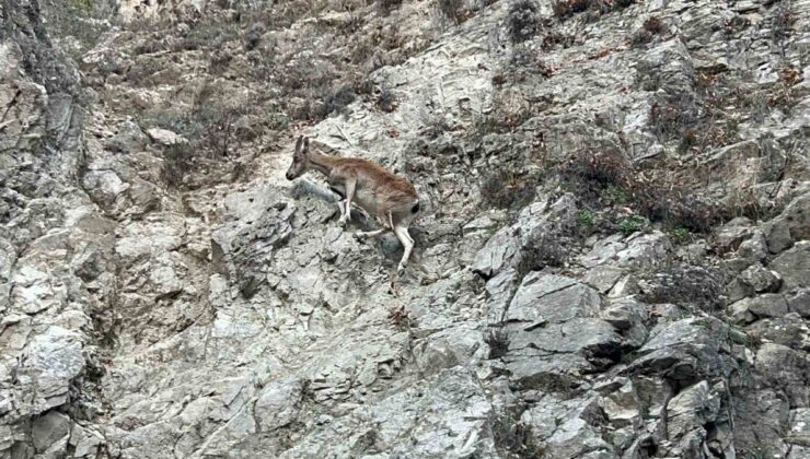 Tunceli Ovacık’ta kırmızı listedeki dağ keçisi yol kenarında görüntülendi