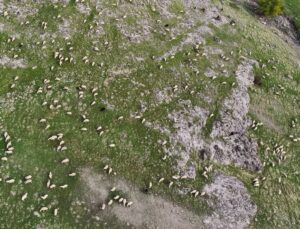 Tunceli’de küçükbaş üreticisi yem ve maliyetlerden yakınıyor, bir torba yem 1200 lira