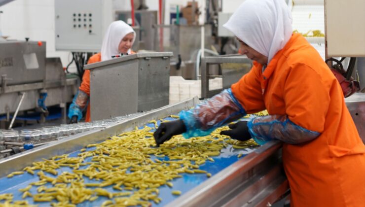 Türkiye, turşu ihracatından 9 ayda 301 milyon 675 bin dolar gelir elde etti
