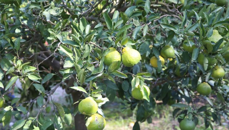 TZOB Genel Başkanı Bayraktar, Arsuz’da narenciye üretiminin verimli olduğunu söyledi