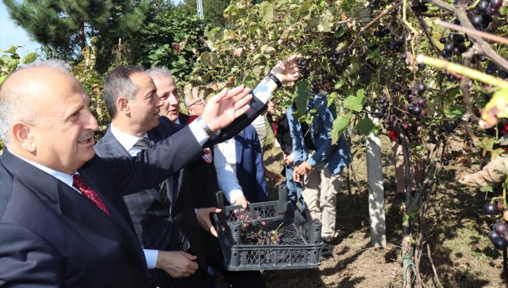 Ünye’de isabella üzümü hasadı yapıldı, coğrafi işaretli ürün yeniden hayat buldu