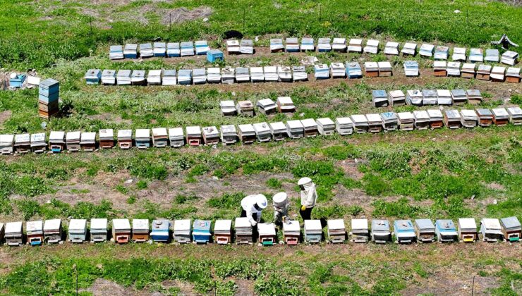 Van Çatak’ta arıcı Kamil Işık, hasat öncesi yurt içi ve Hırvatistan’dan sipariş aldı
