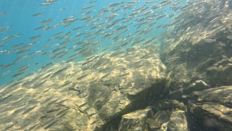 Van Gölü’nde inci kefali yavruları Tatvan kıyılarında sürüler halinde görüntülendi