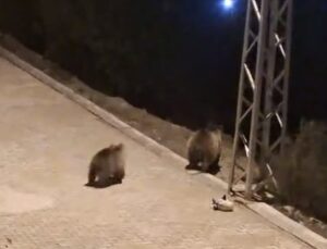 Yozgat Akdağmadeni’de anne ayı yavrularıyla çöp konteynerinde yiyecek ararken görüldü