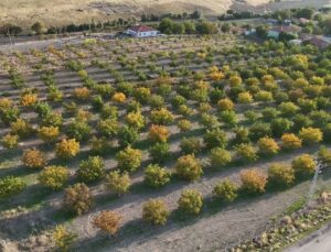 Yozgat’ta ceviz hasadı başladı, üretici fiyatların geçen yılla aynı olduğunu söyledi