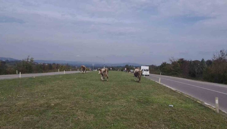 Zonguldak Çaycuma’da başıboş hayvanlar 3 araçlı kazadan sonra yine yola çıktı